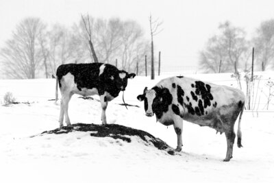 Foto des Albums: Fotowettbewerb 
