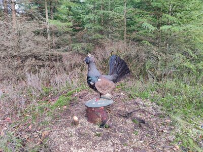 Foto des Albums: Auerhuhn2022