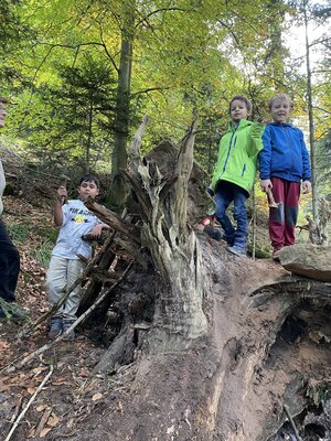 Foto des Albums: Naturparkmodul: Wald2022