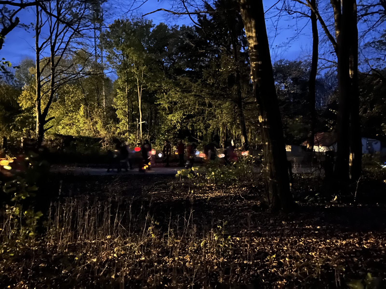 Bild: in den grünen Wald, wo der Jäger mit der Büchse knallt.