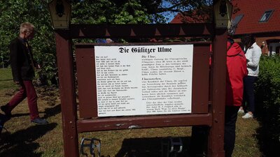 Foto des Albums: Alte Ulme in Gülitz ist nun offiziell ausgerufen