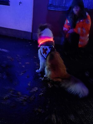 Foto des Albums: Jugendfeuerwehr besucht Rettungshunde