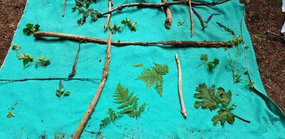 Foto des Albums: WaldmedizinerInnen bei der Arbeit