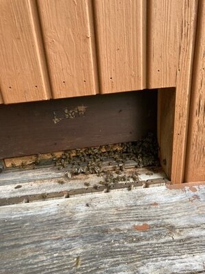 Foto des Albums: Klasse 3 macht einen Ausflug nach Gunzenweiler ins Bienenmuseum zu Anton Feiner