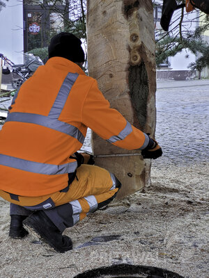 Foto des Albums: Weihnachtsbäume aus der Straßburger Straße