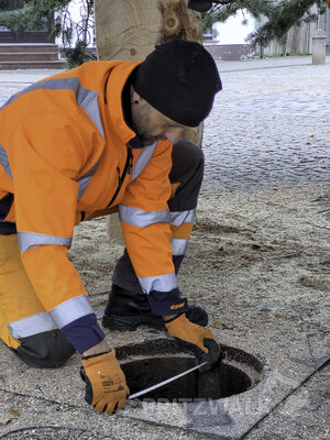 Foto des Albums: Weihnachtsbäume aus der Straßburger Straße