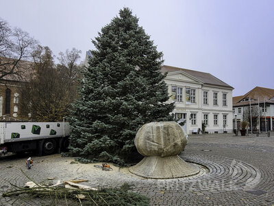 Foto des Albums: Weihnachtsbäume aus der Straßburger Straße