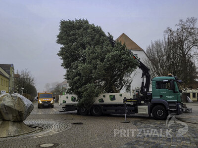 Foto des Albums: Weihnachtsbäume aus der Straßburger Straße