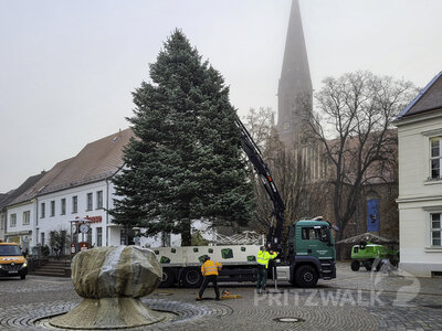 Foto des Albums: Weihnachtsbäume aus der Straßburger Straße
