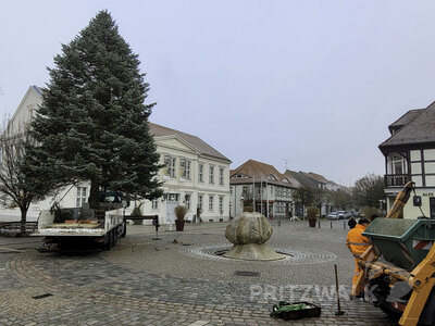 Foto des Albums: Weihnachtsbäume aus der Straßburger Straße
