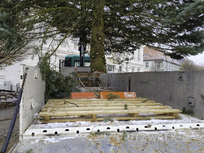 Foto des Albums: Weihnachtsbäume aus der Straßburger Straße