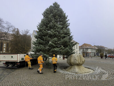 Foto des Albums: Weihnachtsbäume aus der Straßburger Straße