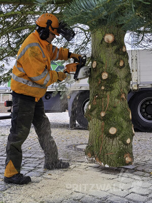 Foto des Albums: Weihnachtsbäume aus der Straßburger Straße