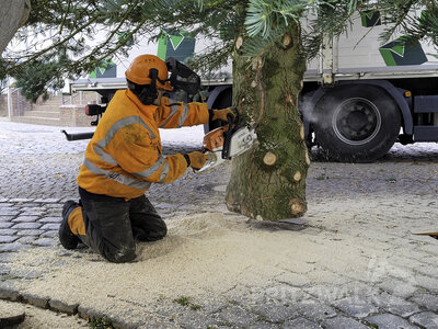 Foto des Albums: Weihnachtsbäume aus der Straßburger Straße