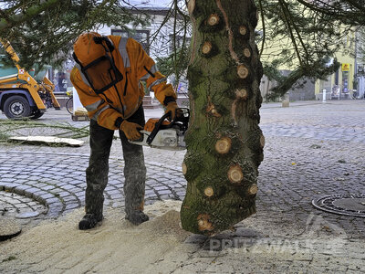 Foto des Albums: Weihnachtsbäume aus der Straßburger Straße