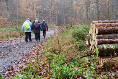 Wald hinter Steinkrug  (Bild vergr&ouml;&szlig;ern)