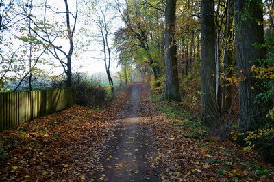 Waldrand Bredenbeck  (Bild vergr&ouml;&szlig;ern)