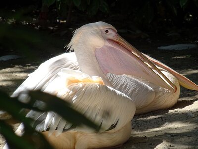 Foto des Albums: Sommerferienaktion: Zoo Hannover