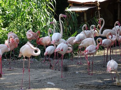 Foto des Albums: Sommerferienaktion: Zoo Hannover