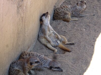 Foto des Albums: Sommerferienaktion: Zoo Hannover