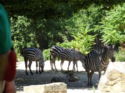 Foto des Albums: Sommerferienaktion: Zoo Hannover