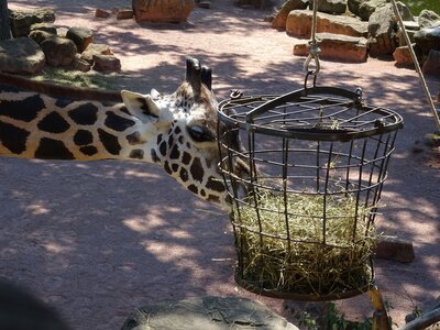 Foto des Albums: Sommerferienaktion: Zoo Hannover