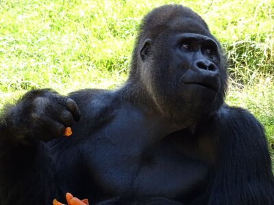 Foto des Albums: Sommerferienaktion: Zoo Hannover