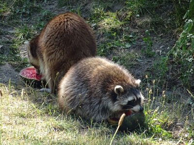 Foto des Albums: Sommerferienaktion: Zoo Hannover