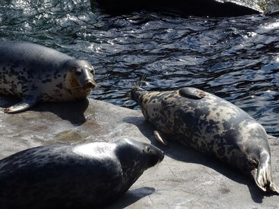 Foto des Albums: Sommerferienaktion: Zoo Hannover