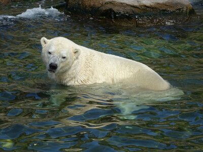 Foto des Albums: Sommerferienaktion: Zoo Hannover