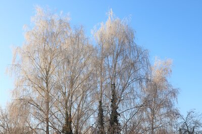 Foto des Albums: Winterspaziergang durch Kyritz (15.12.2022)