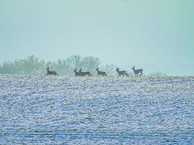 Foto des Albums: Hornstorfer Winter