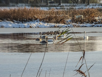 Foto des Albums: Hornstorfer Winter