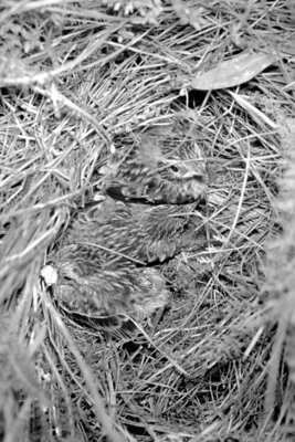 3 junge Braunkehlchen im Nest - Rainer Lehmann 