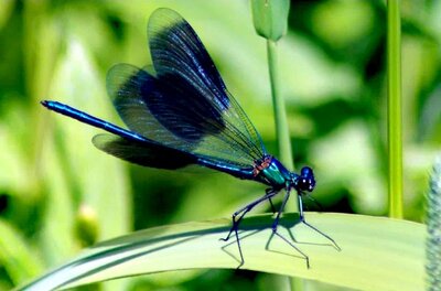 Blaufl&uuml;gel Prachtlibelle - Heike Hirthe 