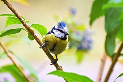 Blaumeise hat alles im Griff - Nadine Reincke 