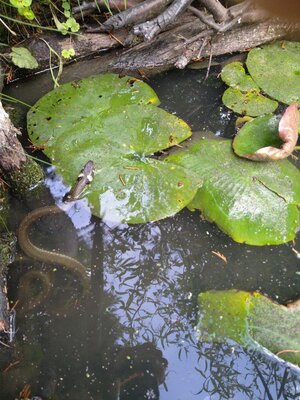Die Natter ringelt sich im Teich - Frank Bullmann 