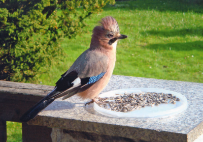 Eichelh&auml;her auf meiner Terrasse - Renate Klauk 
