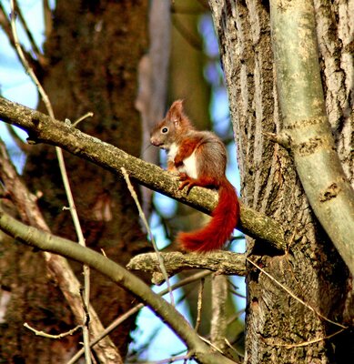 Eichh&ouml;rnchen im Baum - Paula Hirthe 