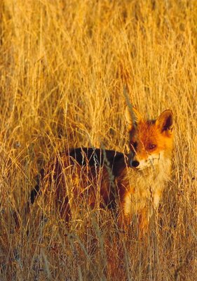Fuchs h&auml;lt Ausschau nach Beute im Roggenfeld - Gertrud Kochan 