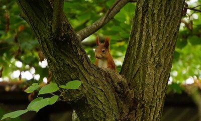Komm, la&szlig; uns verstecken spielen - Chris Ruhbach 
