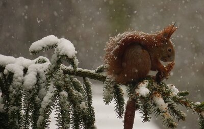 Mein Wintervorrat - Chris Ruhbach 