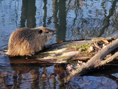 Nutria - Nagetier mit Charme - Cornelia Rudolph 