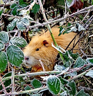 Nutria am Spreeufer - Paula Hirthe 