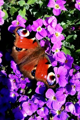 Pfauenauge im Phlox - Heike Hirthe 