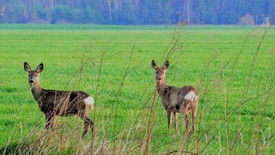 Rehe in der Abendd&auml;mmerung - Irena Kr&uuml;ger 