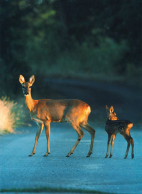 Rehe in der Abendsonne - Gertrud Kochan 