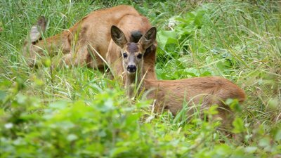 Rehkitz mit Mutter bei der &Auml;sung im Wald - Irena Kr&uuml;ger 