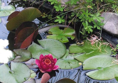 Ringelnatterversteck - Marlies Ziem 