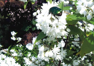 Rosenk&auml;fer beim Fr&uuml;hst&uuml;ck - Marlies Ziem 
